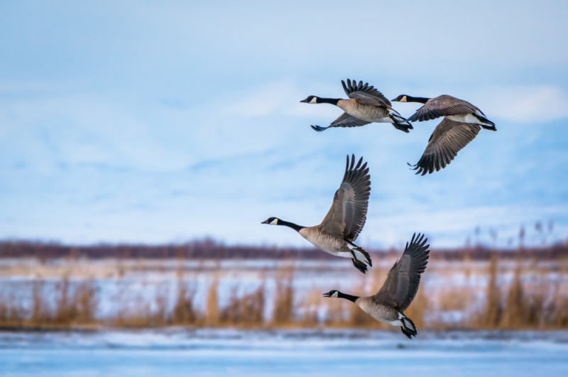 How to Manage Canada Geese in Windsor: Effective Strategies for 2025